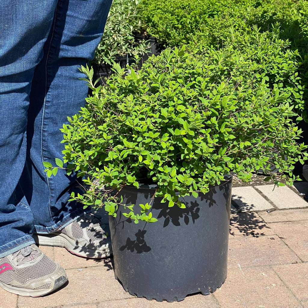 Spirea - Little Princess - 3 gallon - Hicks Nurseries