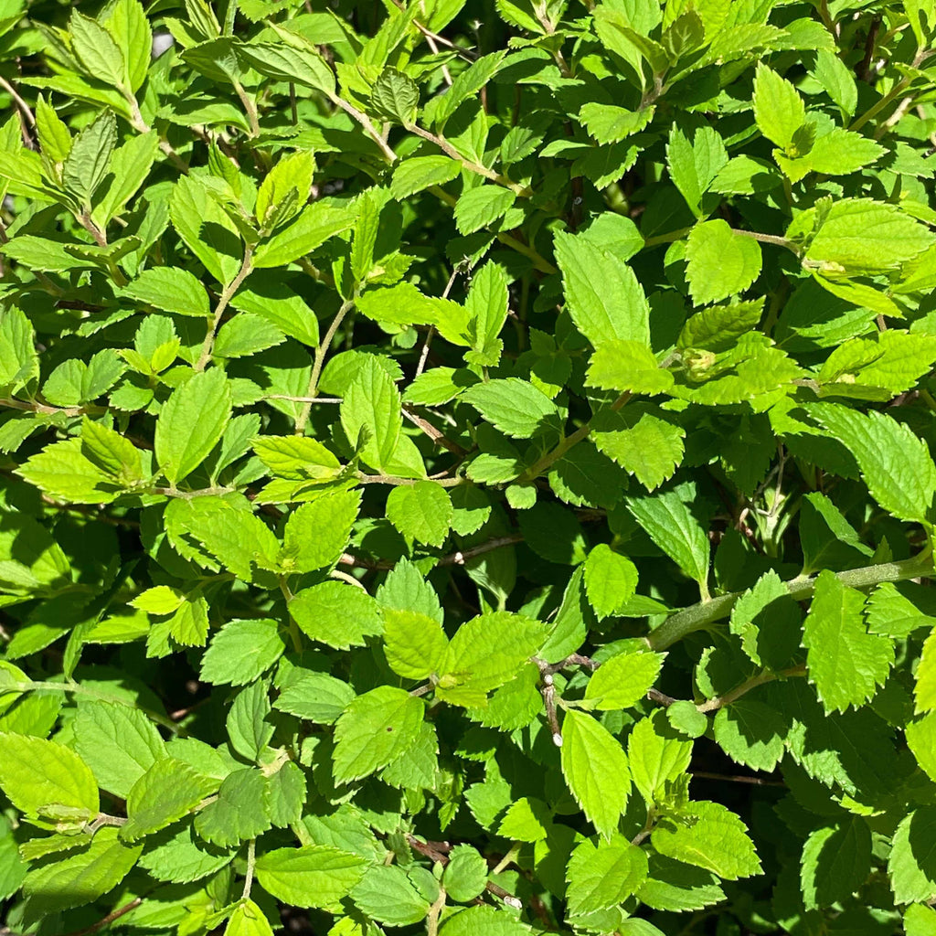 Spirea - Little Princess - 3 gallon - Hicks Nurseries