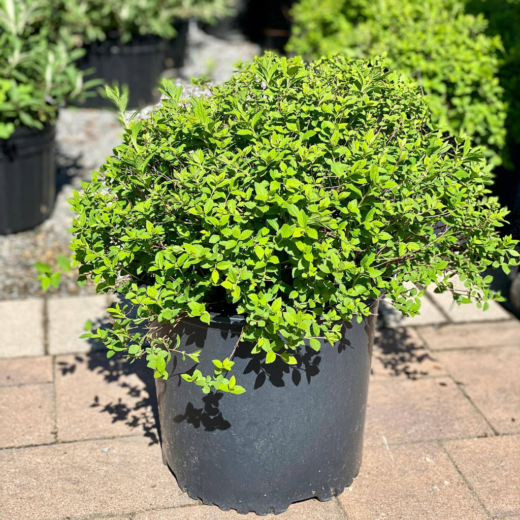 Spirea - Little Princess - 3 gallon - Hicks Nurseries