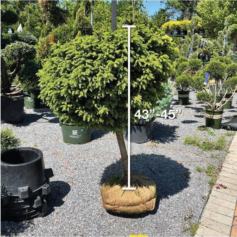 Spruce - Little Gem - Standard
