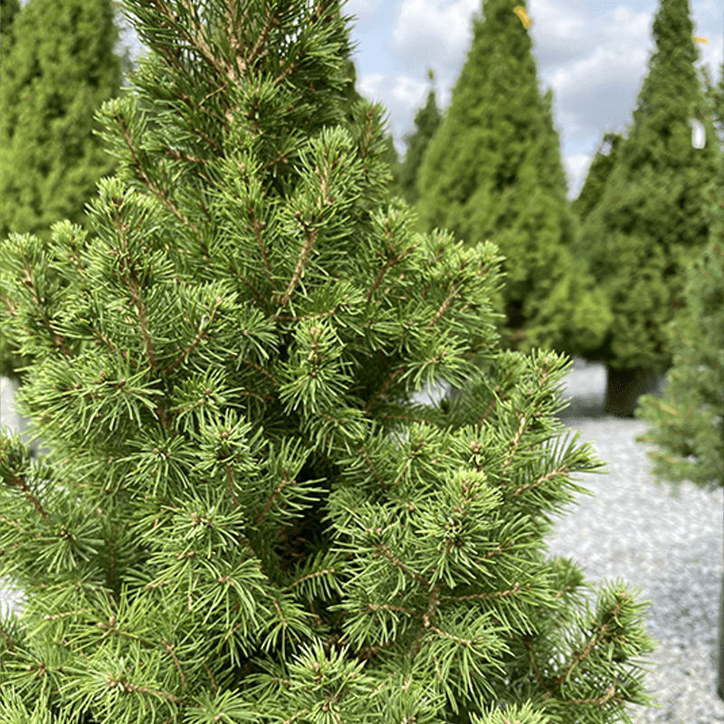 Spruce - Premium Alberta