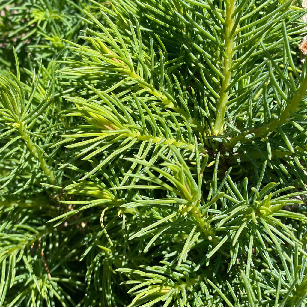 Spruce - Premium Alberta - 1 gallon - Hicks Nurseries