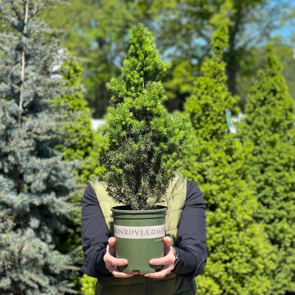 Spruce - Premium Alberta - 1 gallon - Hicks Nurseries