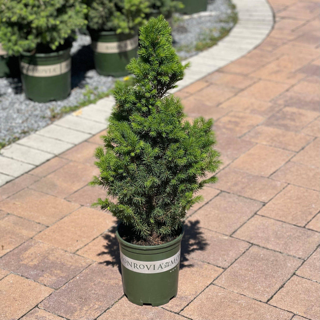Spruce - Premium Alberta - 1 gallon - Hicks Nurseries
