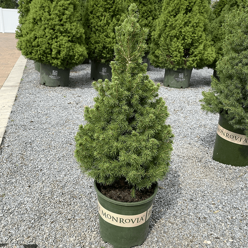 Spruce - Premium Alberta - 2 gallon