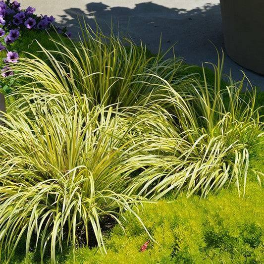 Sweet Flag - Ogon - 1 gallon - Hicks Nurseries