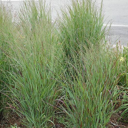 Switch Grass - Shenandoah - 3 gallon - Hicks Nurseries