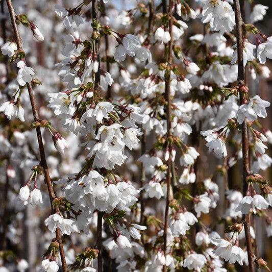 Weeping Cherry - Snow Fountain - 15 gallon - Hicks Nurseries
