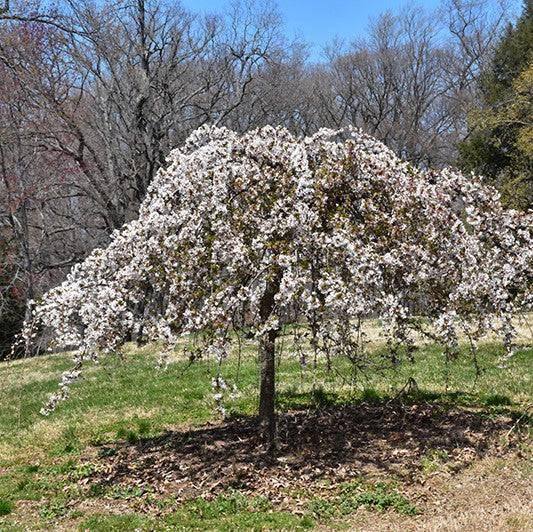 Weeping Cherry - Snow Fountain - 15 gallon - Hicks Nurseries