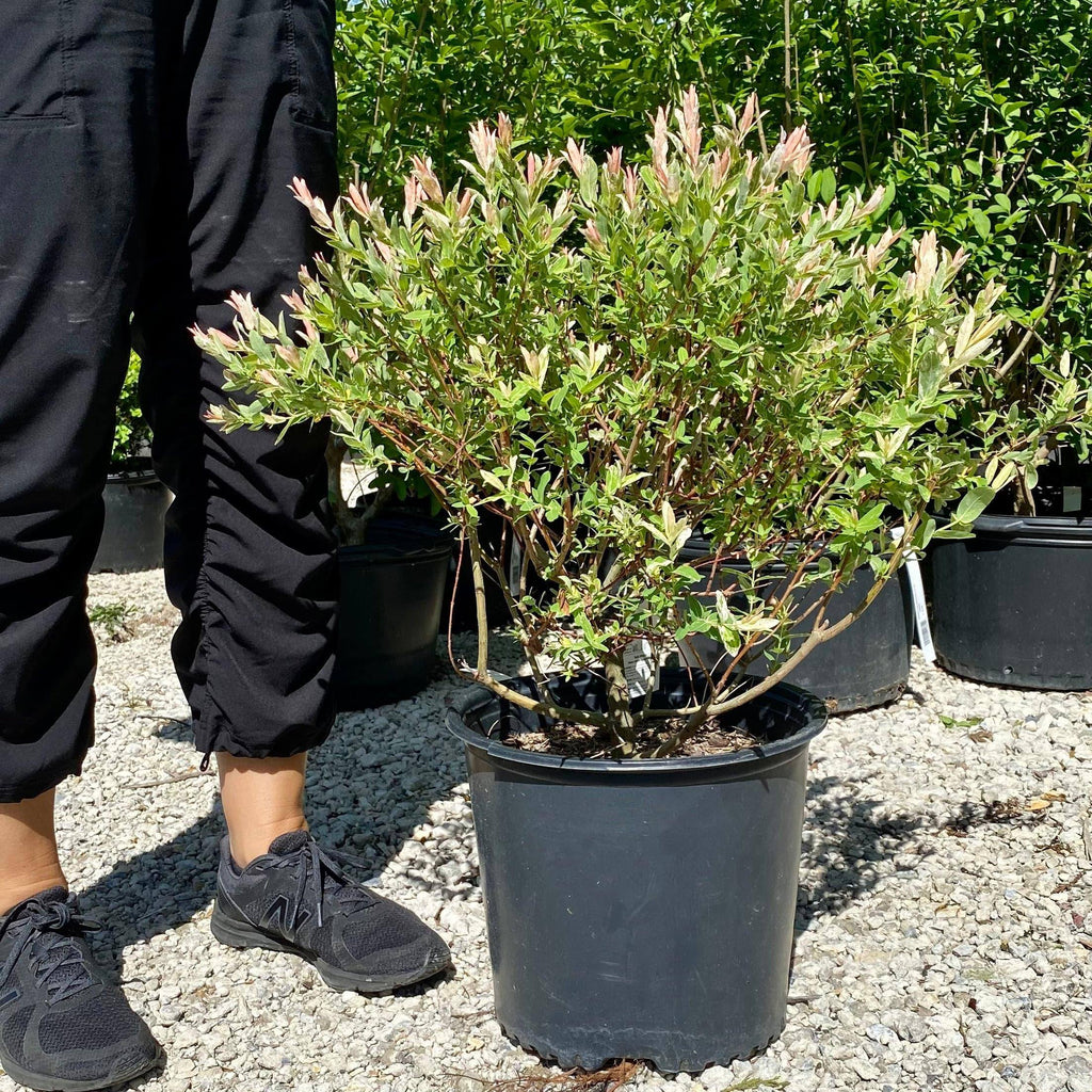 Willow - Hakuro Nishiki - 3 gallon - Hicks Nurseries