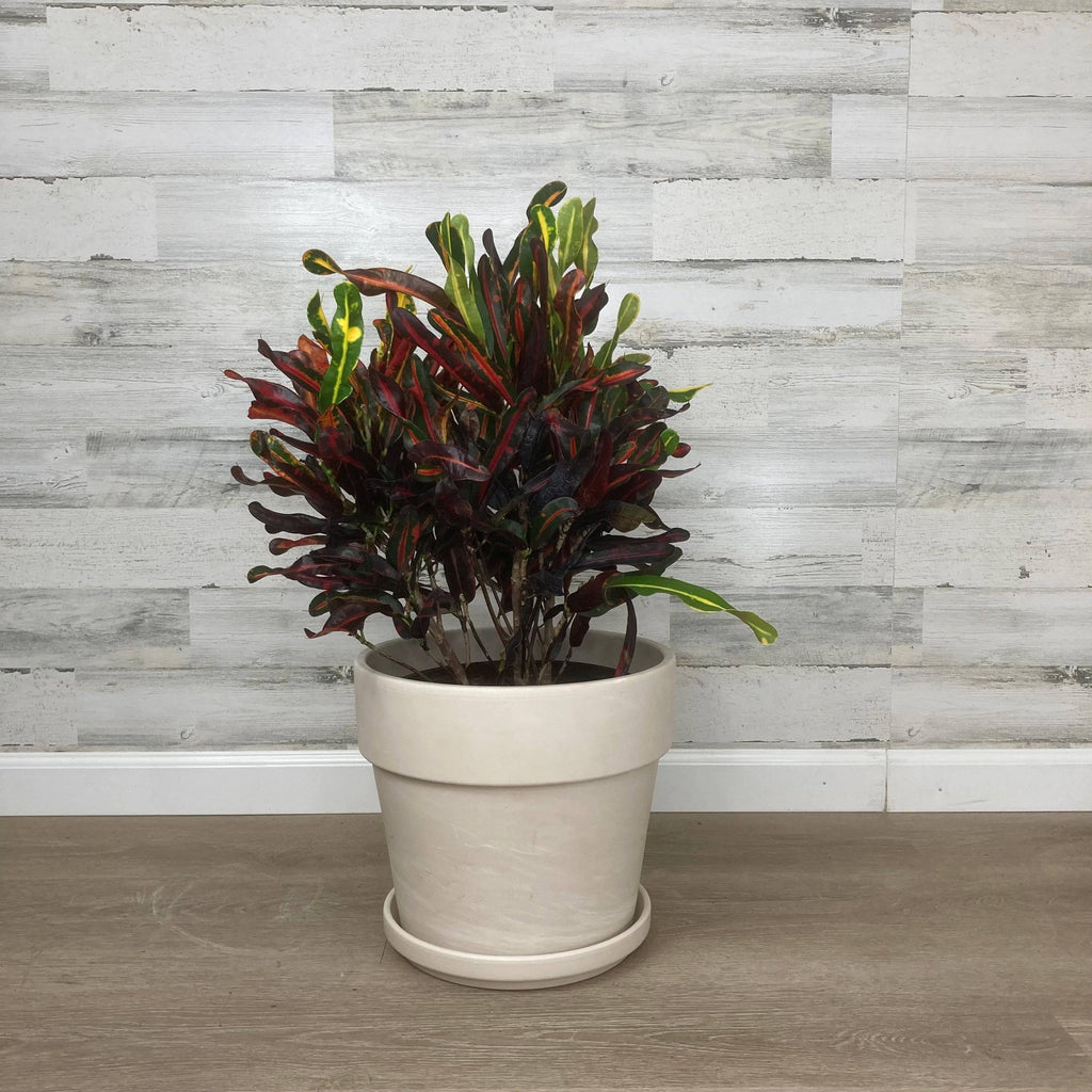 Calima Clay Pot - White - 12-inch - Hicks Nurseries