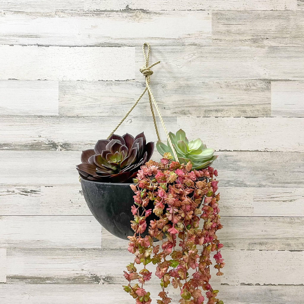 Hanging Bowl - Black - 12-inches - Hicks Nurseries
