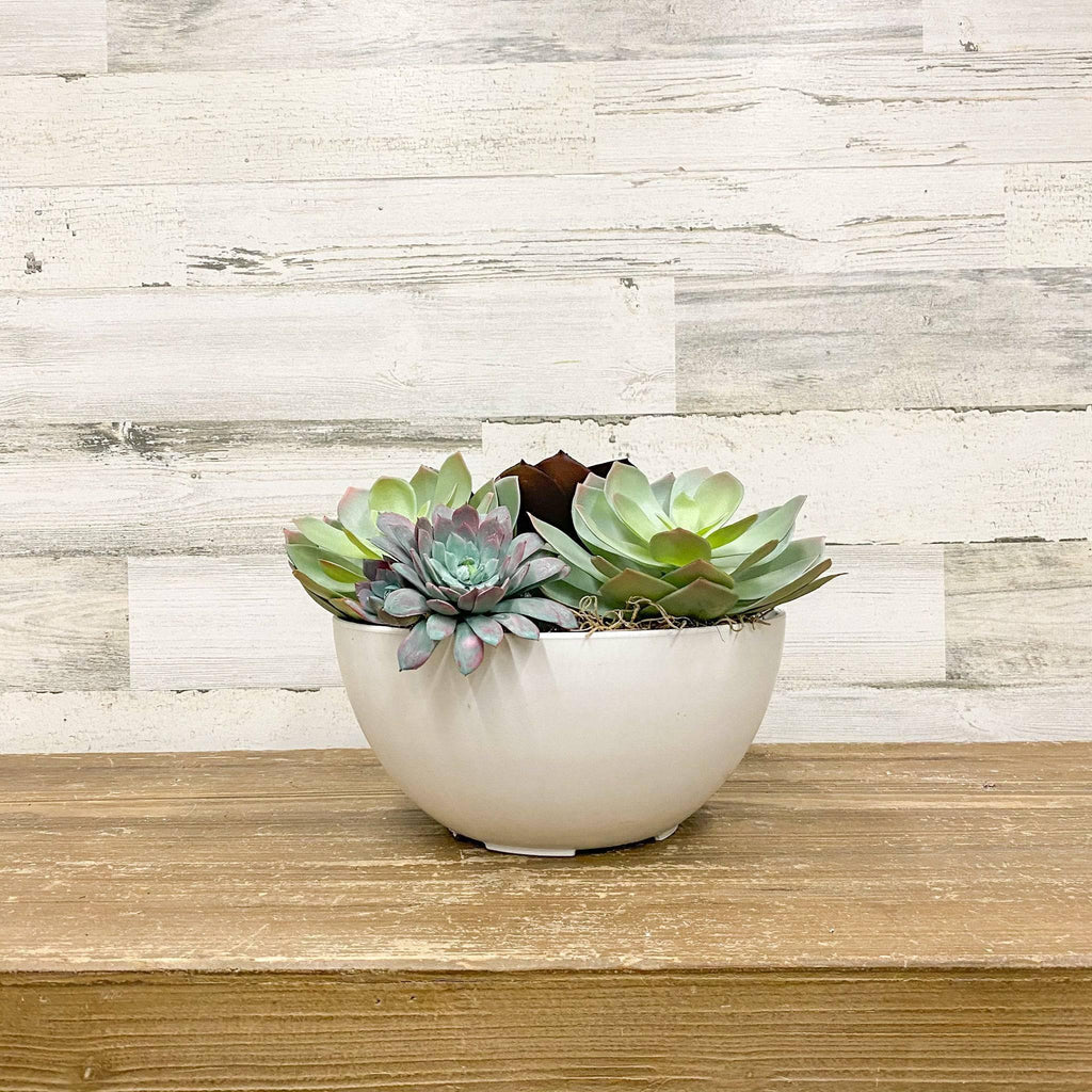 Napa Bowl Planter - White - 10-inches - Hicks Nurseries