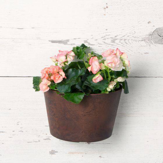 Napa Wall Pot - Teak - 9.5-inches - Hicks Nurseries