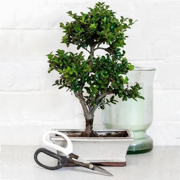 Japanese Pruning Scissors - Hicks Nurseries