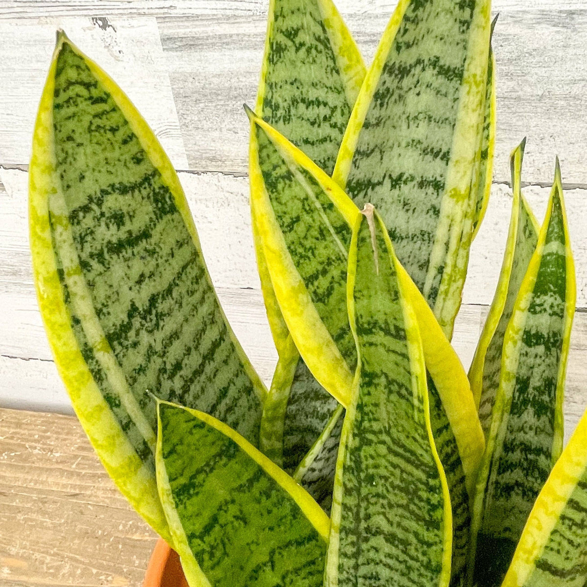 romeo and juliet snake plant Snake Plant