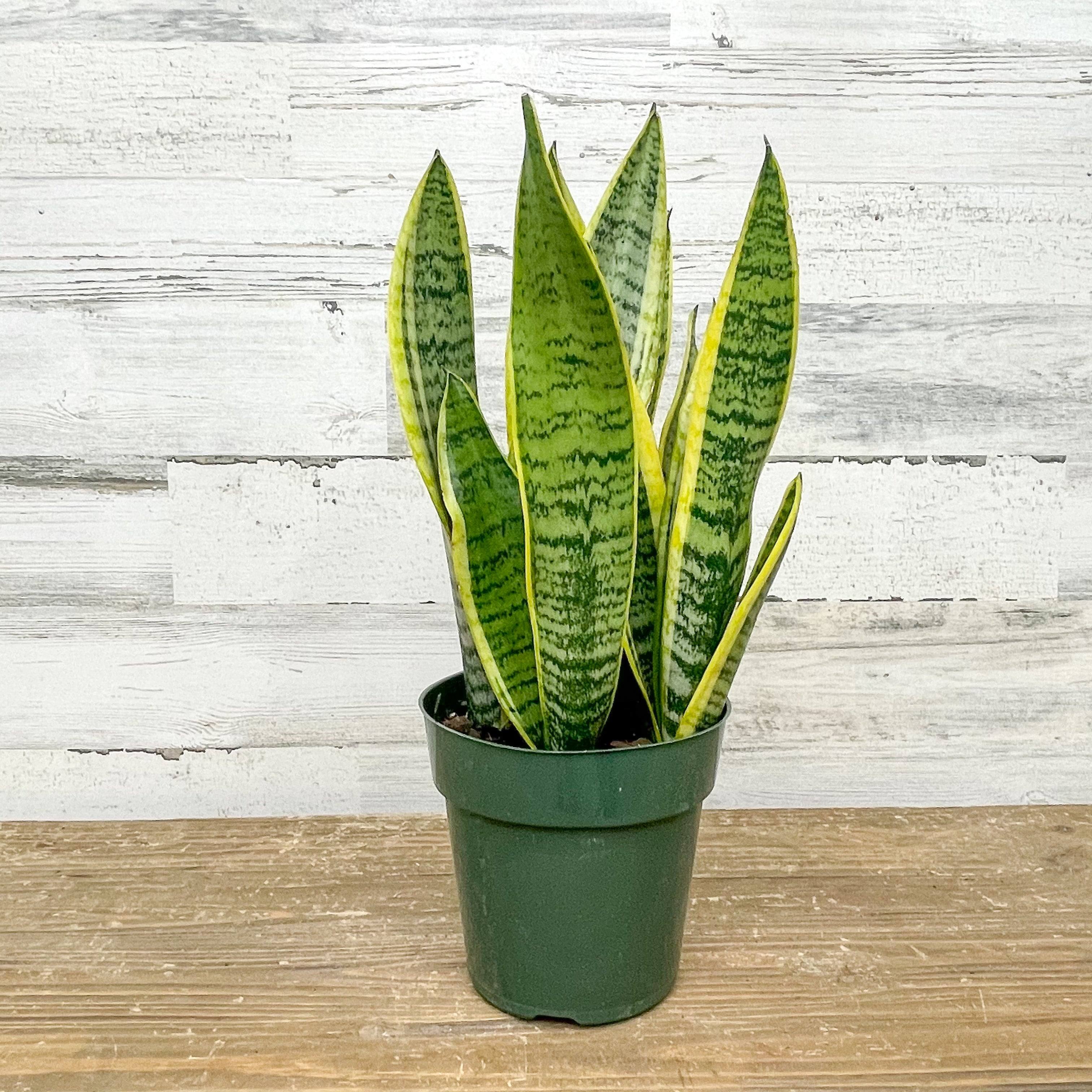 Pots For Snake Plants: A Sanseveria Pot Shopping Guide