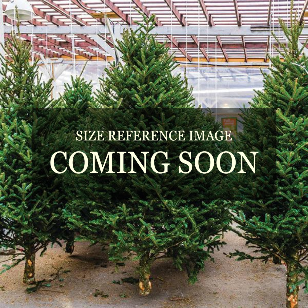 Premium Balsam Fir Real Christmas Tree 10-12 ft.