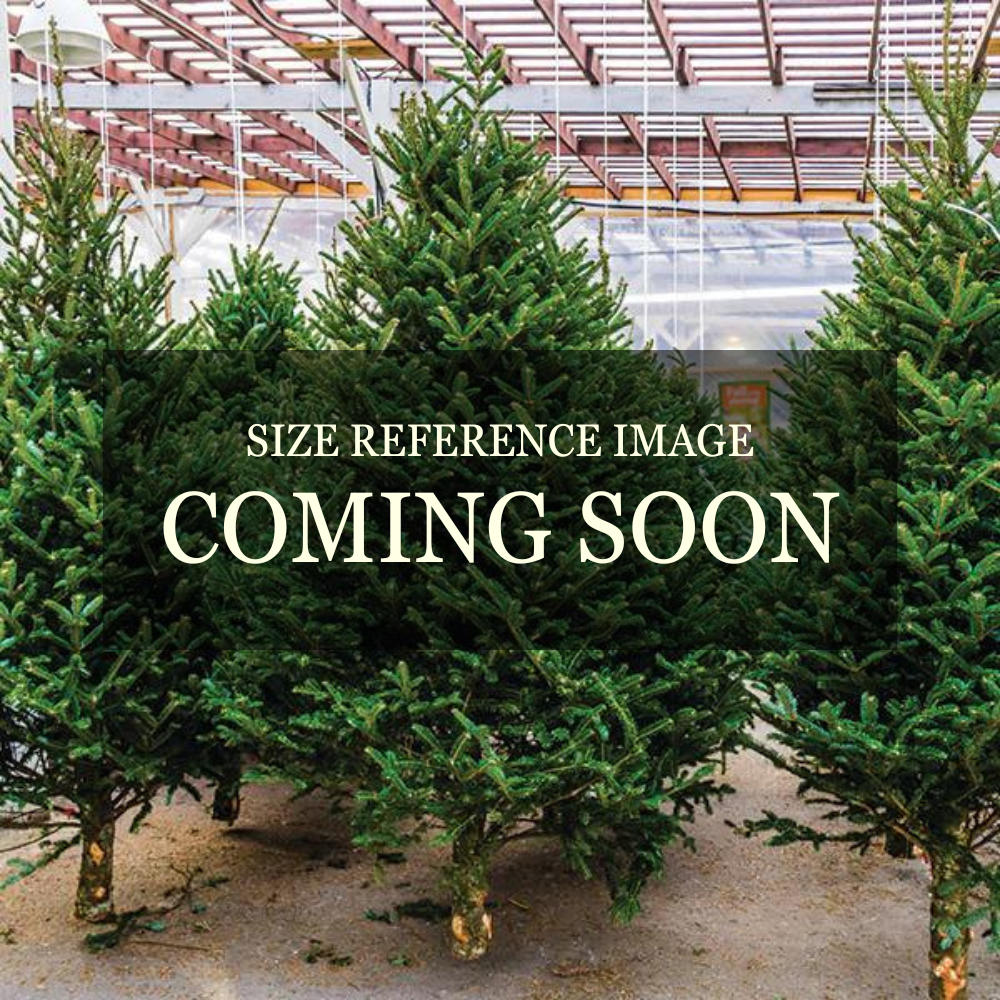 Premium Balsam Fir Real Christmas Tree 9-10 ft. - SOLD OUT