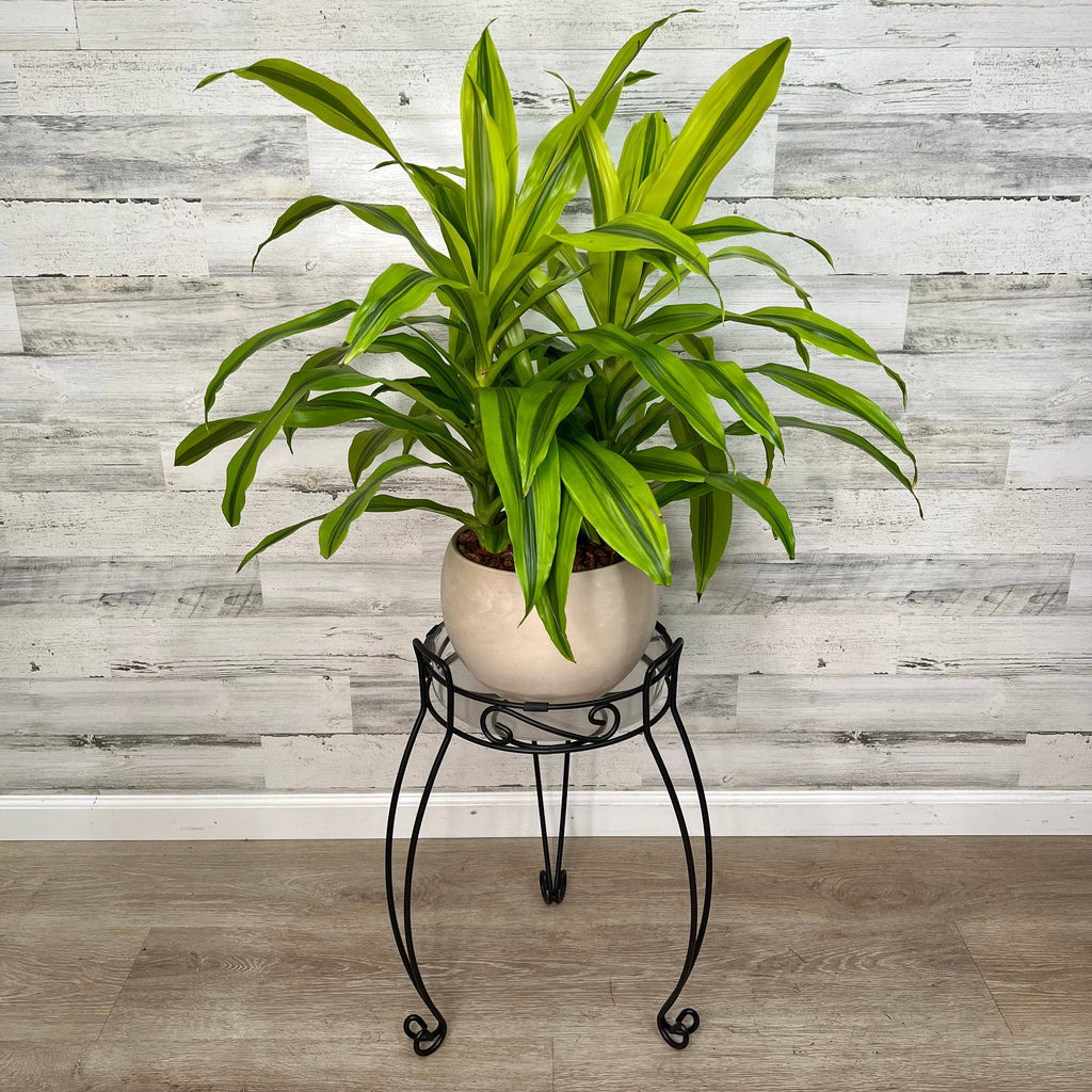 Plant Stand – Black Metal Scroll Design – 21-inch
