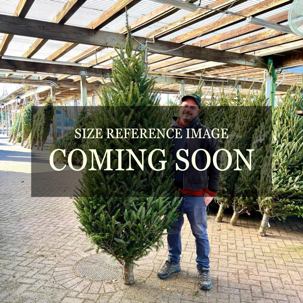 Premium Fraser Fir Real Christmas Tree 9-10 ft.