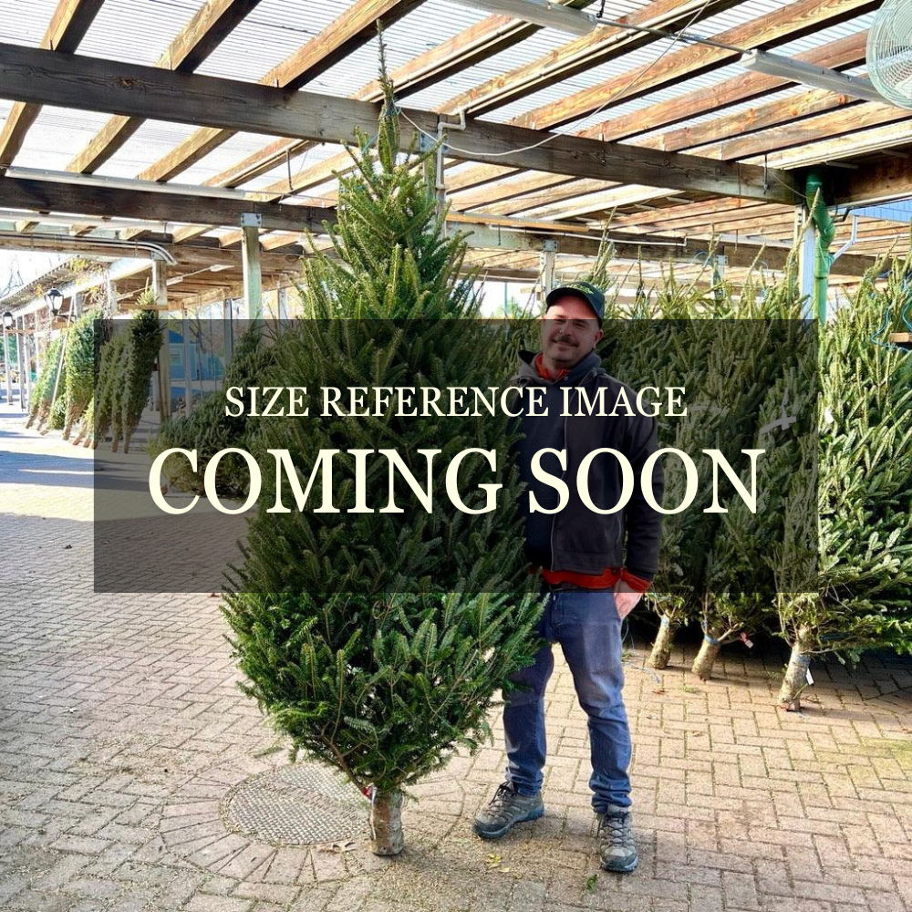 Premium Fraser Fir Real Christmas Tree 9-10 ft. SOLD OUT