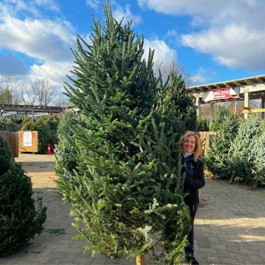 Premium Fraser Fir Real Christmas Tree 8-10 ft.