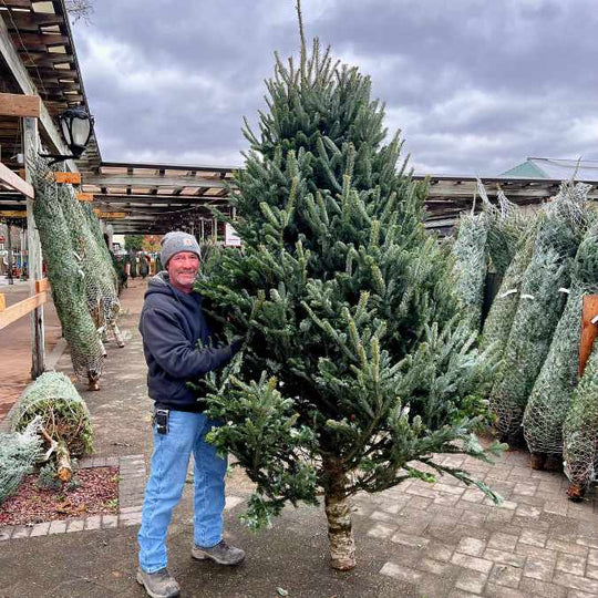 Premium Fraser Fir Real Christmas Tree 9-10 ft. - OUT OF STOCK