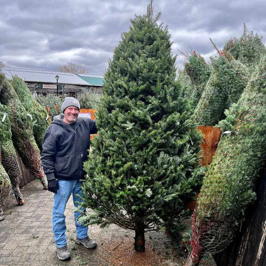Premium Balsam Fir Real Christmas Tree 9-10 ft. - OUT OF STOCK