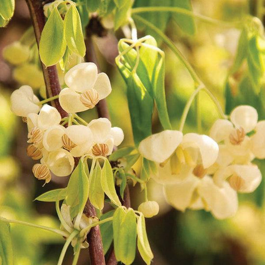 Akebia – Shirobana – 5 gallon