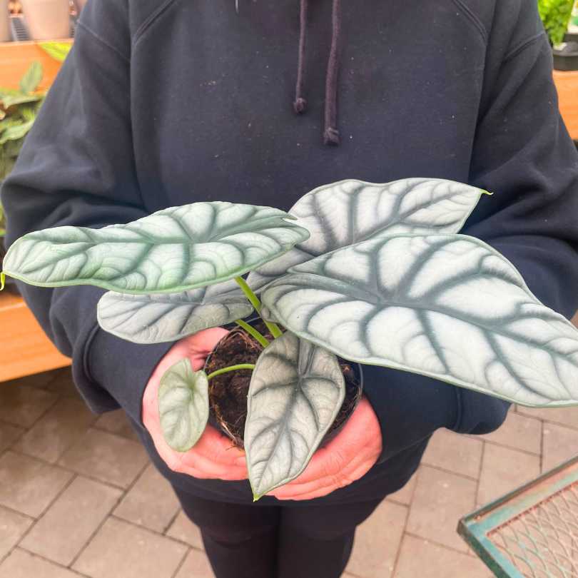A person in a black hoodie holds an Alocasia - Silver Dragon in a 4-inch pot from Available for Pick-Up & Delivery, showcasing its striking silver-green leaves with dark veins on a tiled floor—a true statement indoor plant.