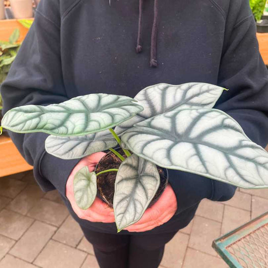 Alocasia - Silver Dragon - 4-inch Pot