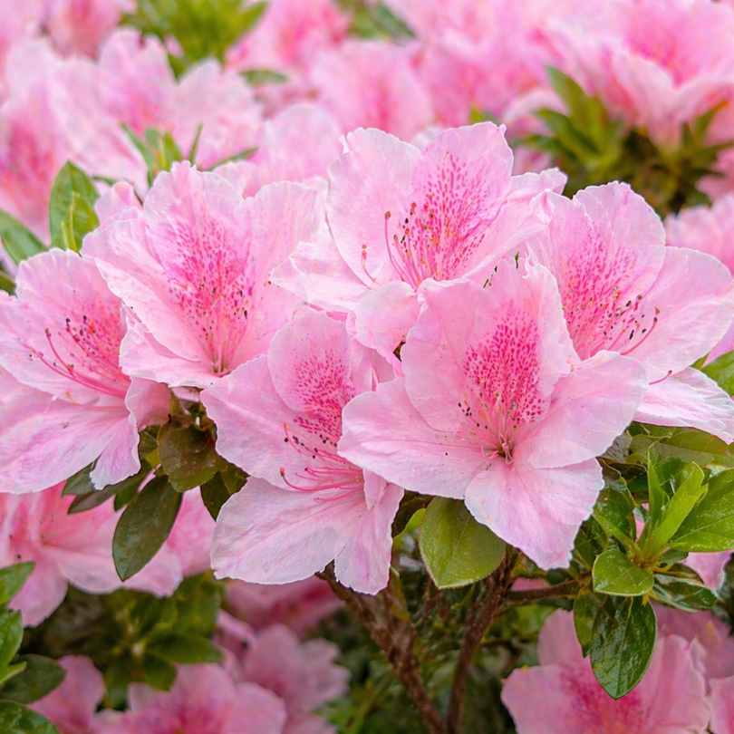 Azalea - Gumpo Pink - 3 gallon