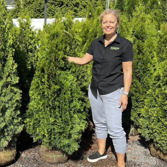 Arborvitae - Emerald Green - 3-4' - Ball and Burlapped