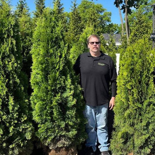 Arborvitae - Emerald Green - 5-6' - Balled and Burlapped