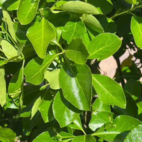 Euonymus - Manhattan - 5 gallon