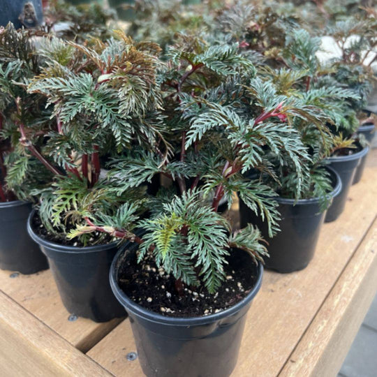Begonia - Fern Leaf - 4-inch Pot