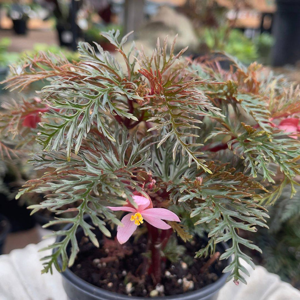 begonia plant in pot Begonia - Fern Leaf