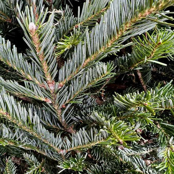 Close-up of dense, green Fraser Fir needles overlapping for a natural look—ideal for those seeking the Premium Deluxe Fraser Fir Real Christmas Tree (7-8 ft.), available for pick-up & delivery.