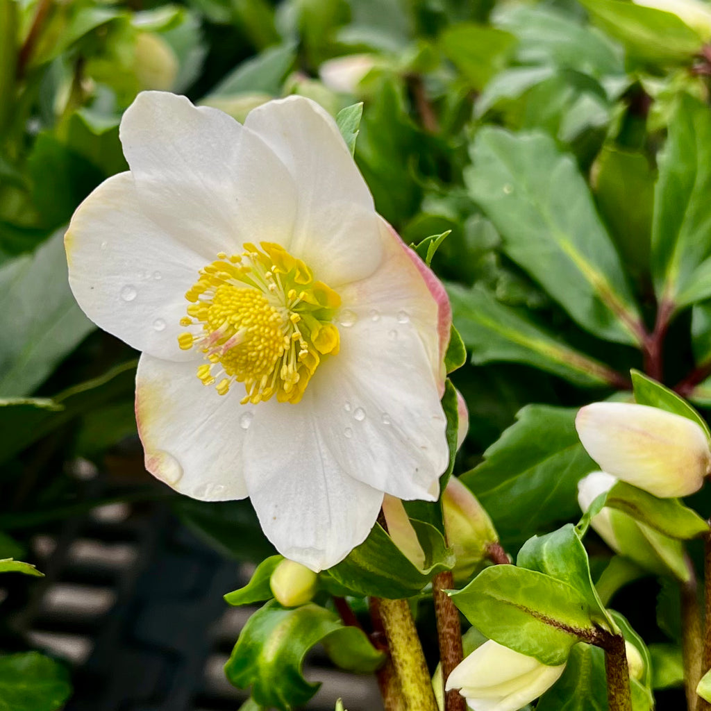 A close-up of a Hellebore Jacob 1 gallon Lenten Rose by Pick-Up & Local Delivery Only, showing white winter blooms with yellow stamens, water droplets on petals, and surrounded by green leaves and flower buds.