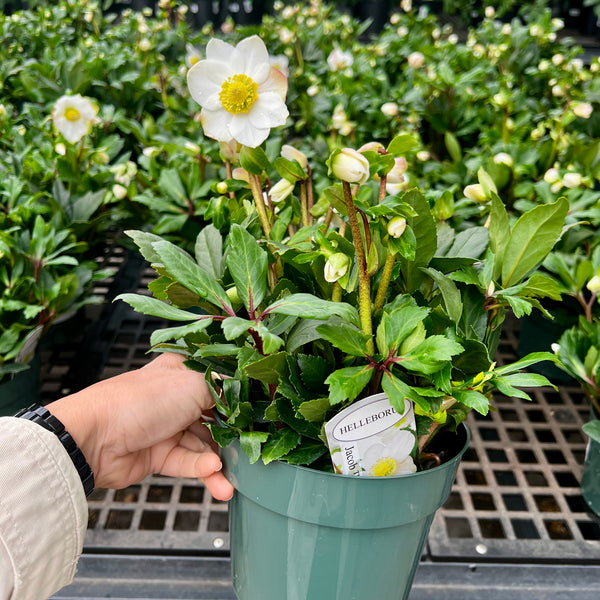 A hand holds a Pick-Up & Local Delivery Only Hellebore Jacob 1 gallon Lenten Rose, an evergreen with green leaves and white, yellow-centered blooms. Similar potted plants are displayed on a metal shelf in the background.
