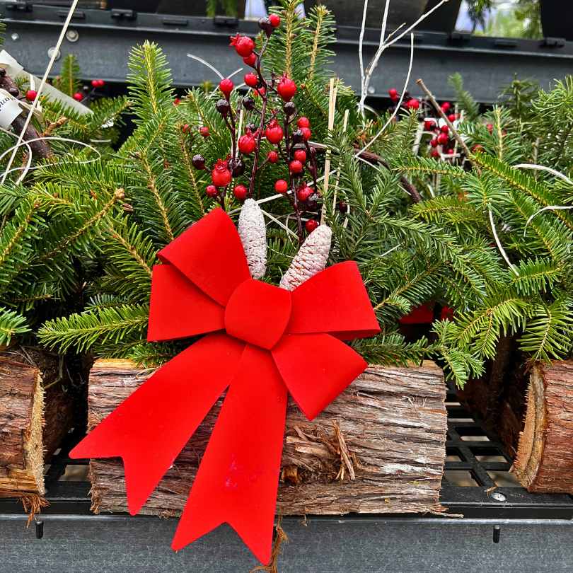 The Holiday Mini Log with Handle by Available for Pick-Up & Delivery features fresh greens, red berries, and white-tipped pine cones in a wooden container with a red velvet bow—ideal for rustic holiday décor.