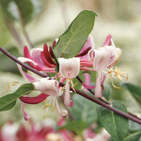 Honeysuckle – Peaches & Cream - 5 gallon