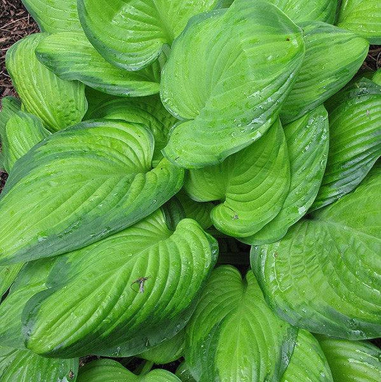 Hosta - Guacamole - 1 gallon