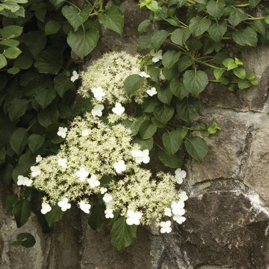 Hydrangea – Climbing - 5 gallon staked