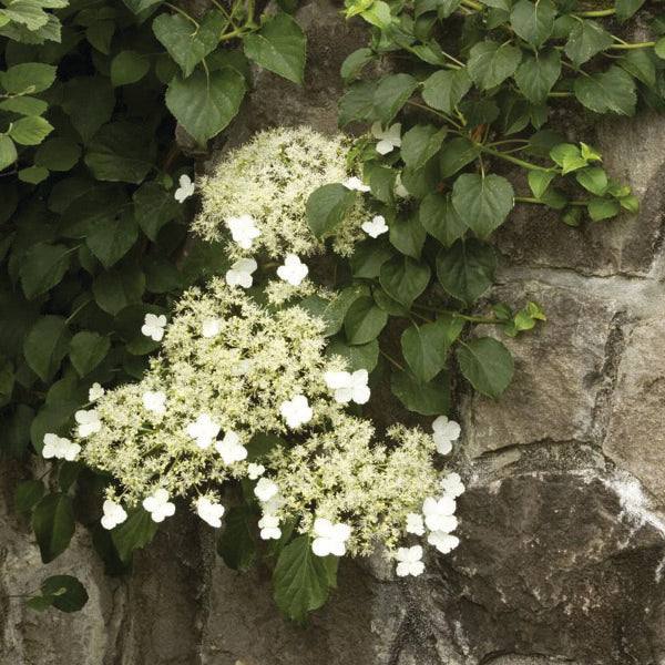 hanging hydrangea plant Hydrangea – Climbing