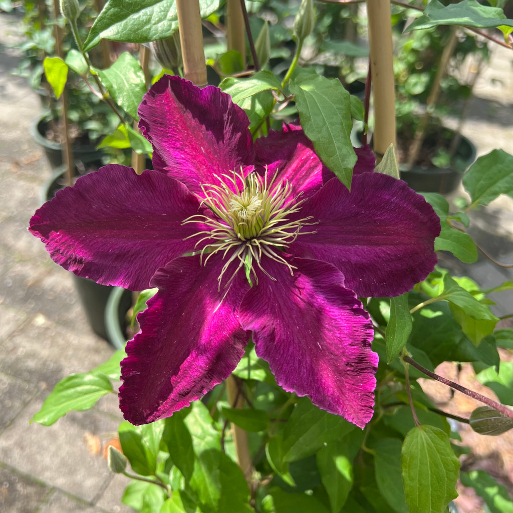 Clematis - Niobe - 5 gallon