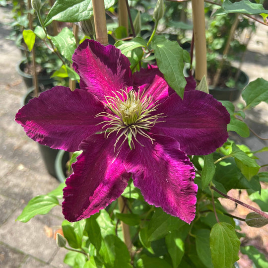Clematis - Niobe - 5 gallon
