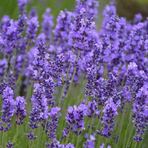 Lavender - Hidcote