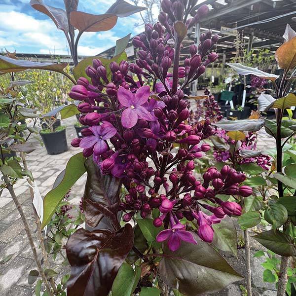 lilac potted plant Lilac - Old Glory